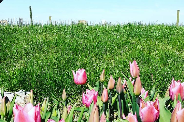 Huisje in Ooltgensplaat