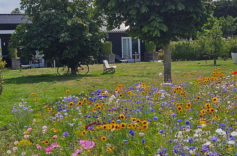 Cottage in Sommelsdijk with colorful flower meadow, located in Goeree-Overflakkee, South Holland, offers serene natural surroundings.