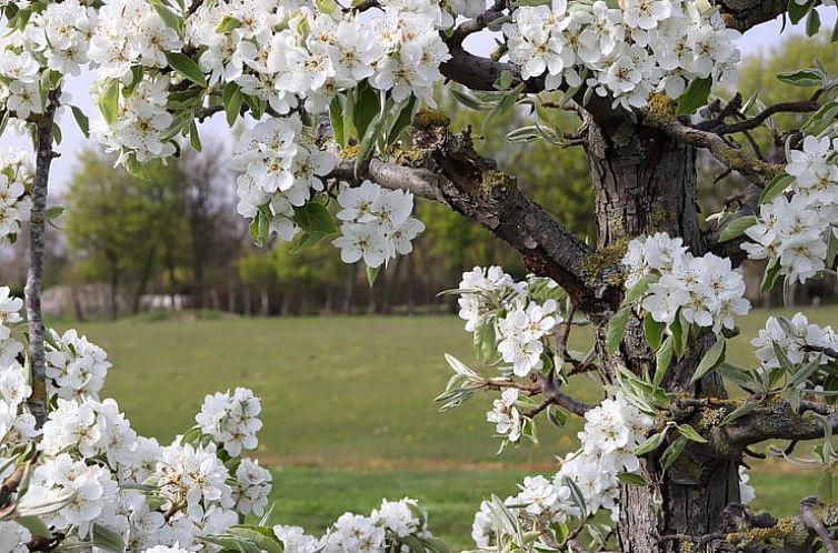 Huisje in Sommelsdijk