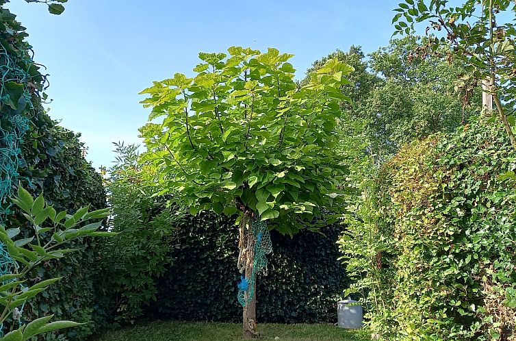 Appartement Gemütliches Mobilheim mit 3 Schlafzimmern