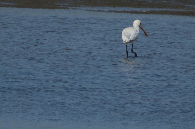 Appartement Gemütliches Mobilheim mit 3 Schlafzimmern