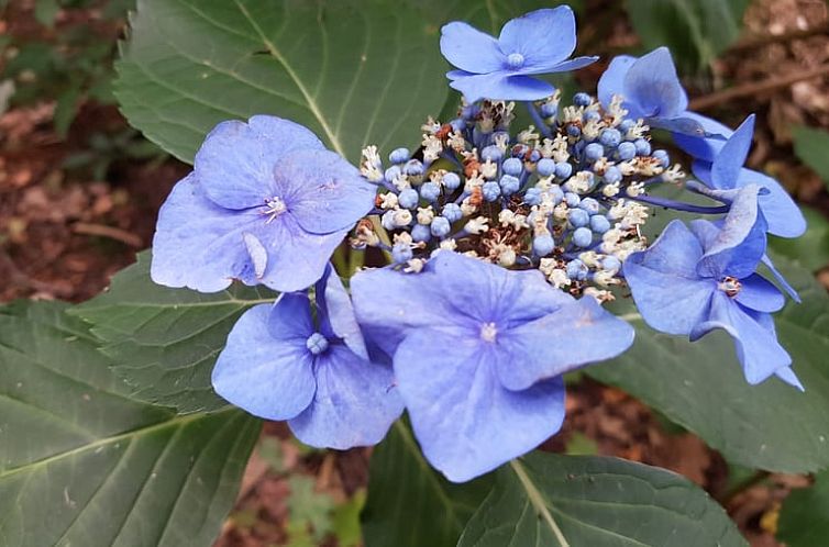 Vakantiehuis in Groesbeek