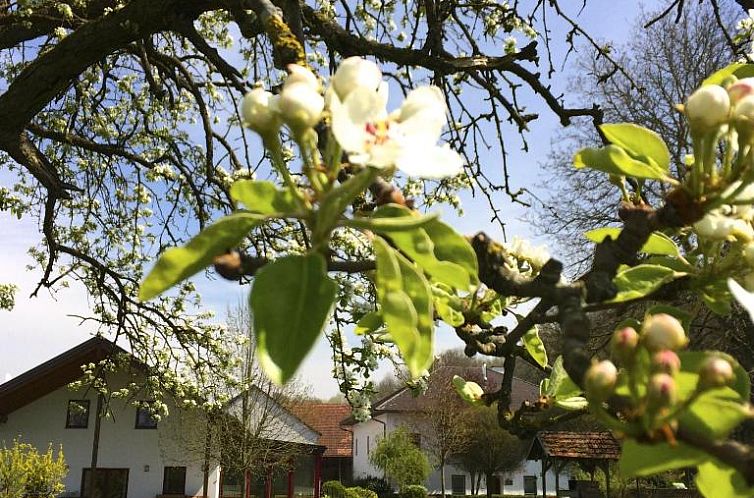 Sonnenblumenhof