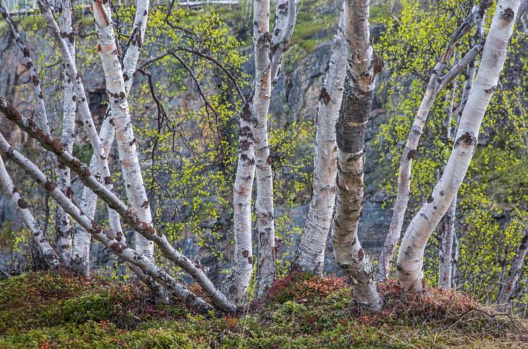 Abisko Guesthouse & Activities