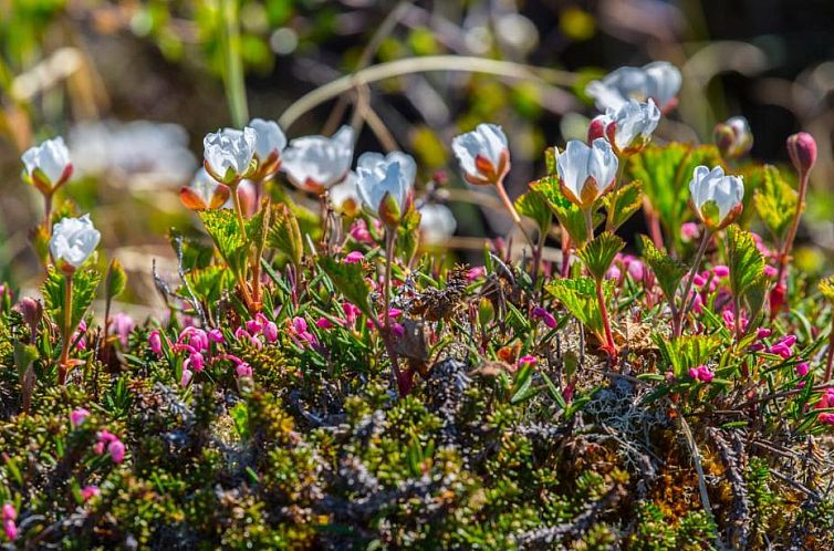 Abisko Guesthouse & Activities