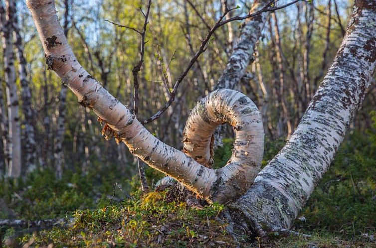 Abisko Guesthouse & Activities