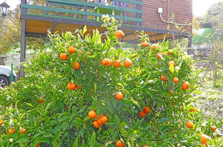 La Alpispa