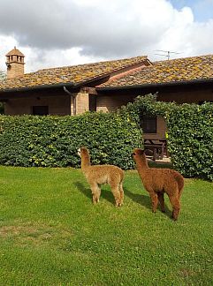 Logement de vacances Vakantiehuis , Castiglione del Lago, Ombrie / Marches, Italie