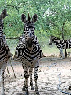 Logement de vacances Umvangazi Rest, Marloth Park, Mpumalanga, Zuid-Afrika