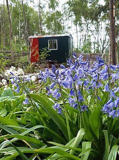 Holiday property Vakantiehuisje in Nederweert_Eind, Nederweert-Eind, Midden Limburg, 