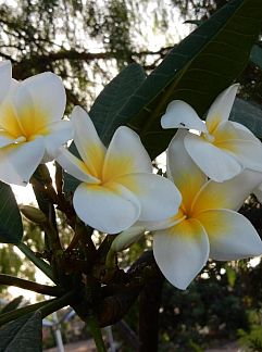 Holiday property Exclusively located Golf Villa with heated pool, San Miguel de Abona, Canary Islands, Spain