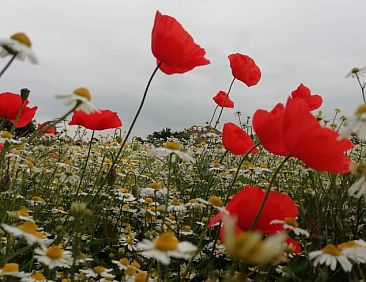Vakantiehuisje in Goch - Asperden