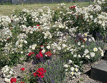 Vakantiehuis Feriendorf E44