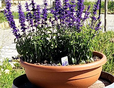 Appartement Wohnung "Bungalow" mit Whirlpool