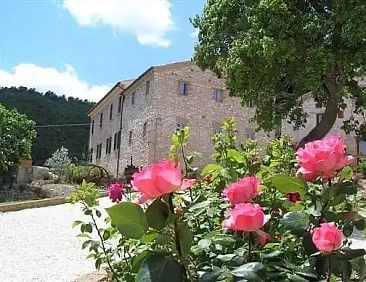 Papavero