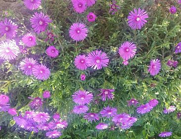 Appartement Gemütliche Wohnung Andrea in Opatija