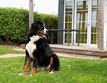 Comfort Lodge | 2 p. (27 m2) - Honden toegelaten - Met airco