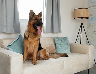 Wood Lodge | 6 p. (44 m2) - Met Airco - Honden toegelaten