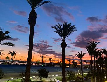 Palmeras Puerto en Beach Torrevieja
