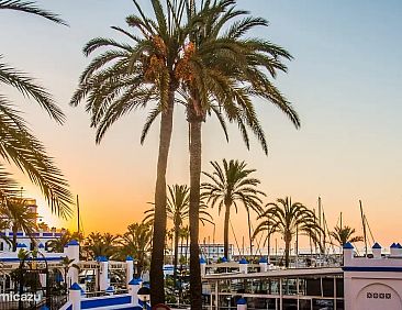 Palmeras Puerto Paraiso Estepona