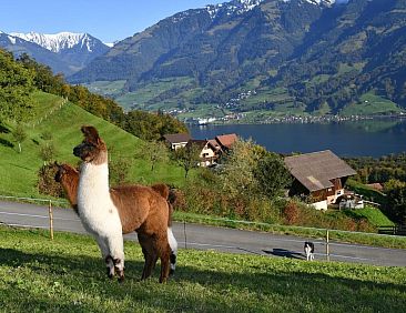 Vakantiehuis Holzhaus auf Lamahof