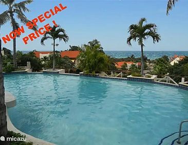 Royal Palm Supernice 2
