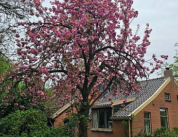 Huisje in Bellingwolde