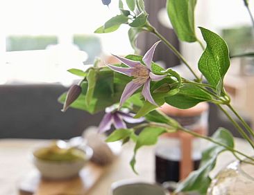 Vakantiehuisje in Callantsoog