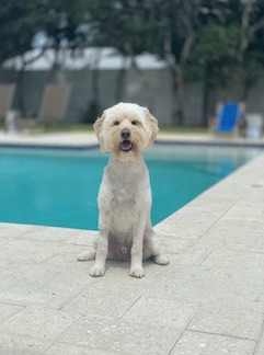 Vacation with dog